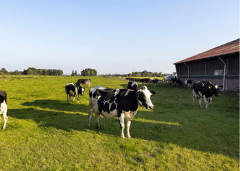 Dairy pressure and flow control applications